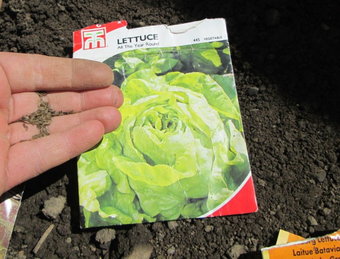 Lettuce harvest when do correctly harvesting plant