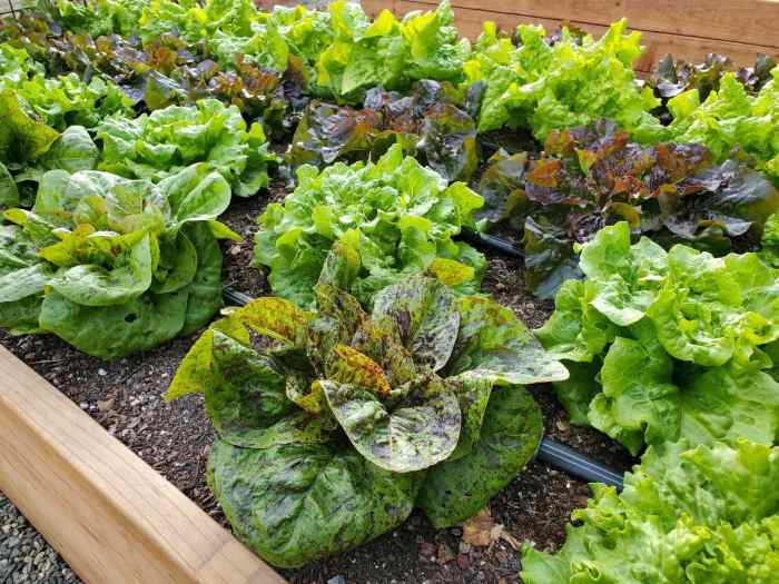 Lettuce grow seeds garden containers planting growing pots small bags harvest container plants