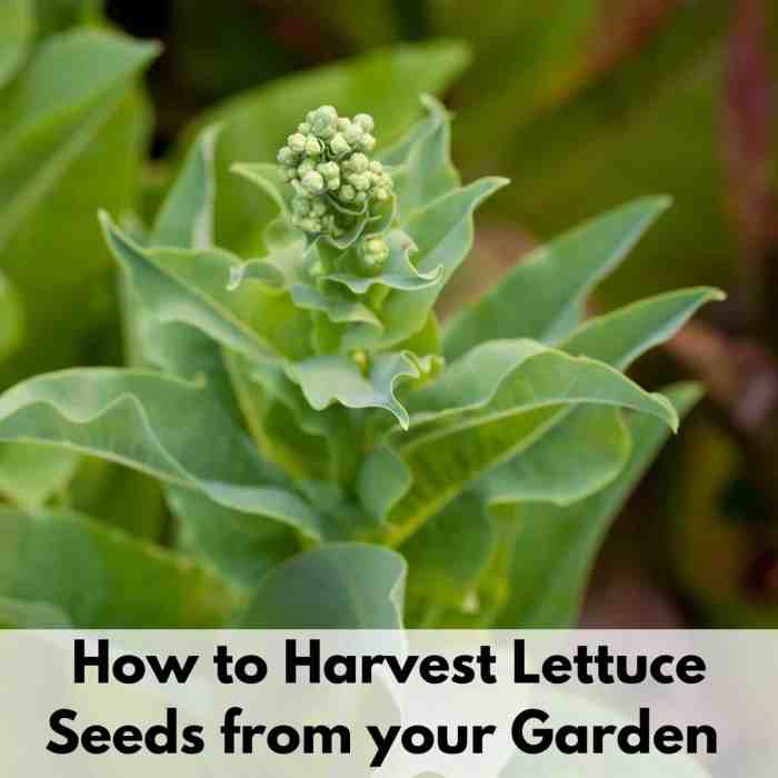 How to harvest lettuce seeds