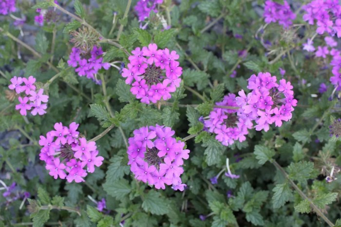 How to take verbena cuttings