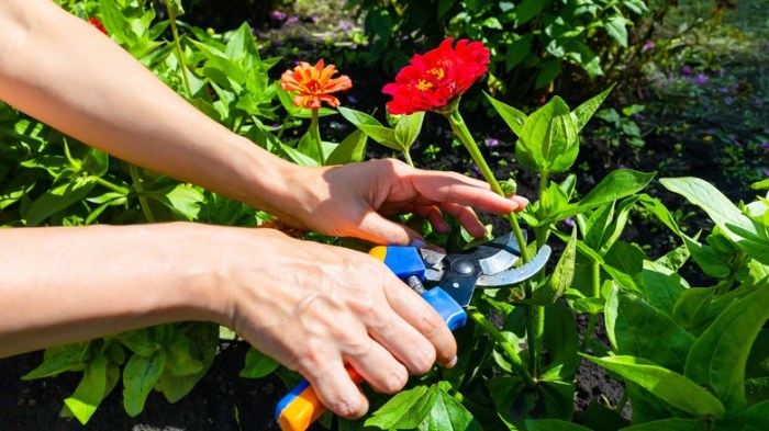 How to propagate zinnias from cuttings