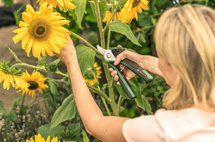 Sunflowers prune pruning