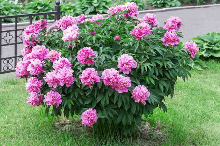 Peonies twotwentyone front yard peony garden row landscaping transplanting article pots ideas house bloom shared few plant april them most