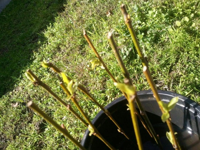 Propagate cuttings