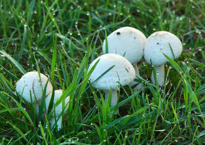 Mushrooms white lawn poisonous magazine ring