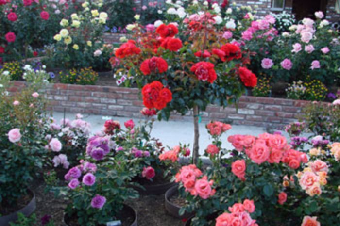 Floribunda roses varieties