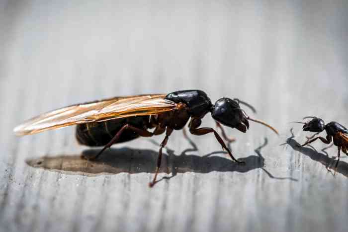 How to get rid of flying ants