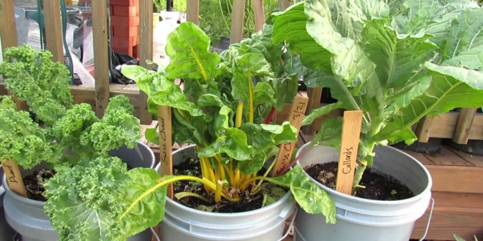 Vegetables to plant in august