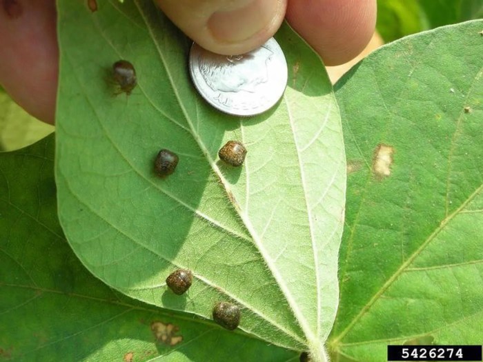 Kudzu bugs rid ars usda evans insects thespruce