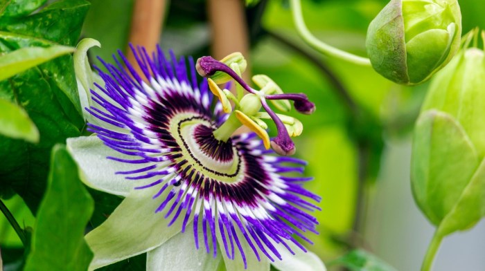 Vines flowering evergreen passionflower climbers climbing thespruce weeds weed spruce almeida letícia