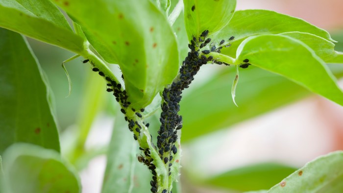 Whiteflies whitefly vegetable garden vegetables white poinsettia flies plants tabaci silverleaf share management tis season article