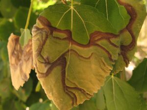 What is Leaf Scorch and How to Avoid It?