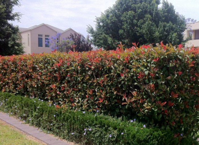 Intruder proof hedge plants