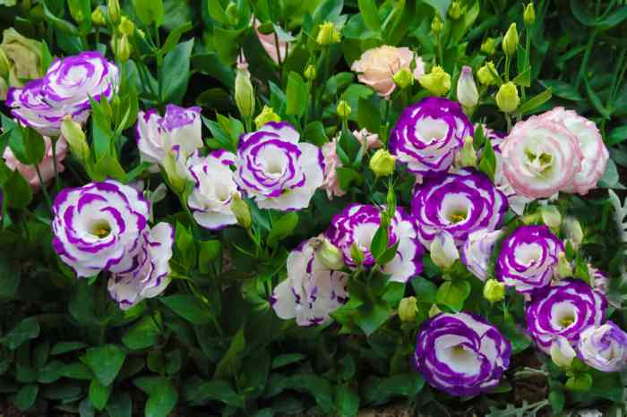 Lisianthus flower growing field tricks five farming flowers fresh master class abc love updated fantastic plant rose clicking newly available