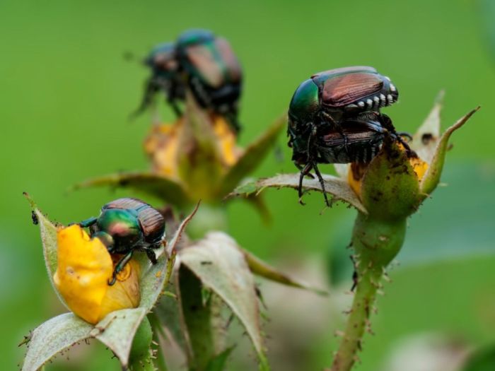 Japanese beetles beetle rid get tree leaves insects plant them damage pests trees plants bug gardens green invasion not beatles