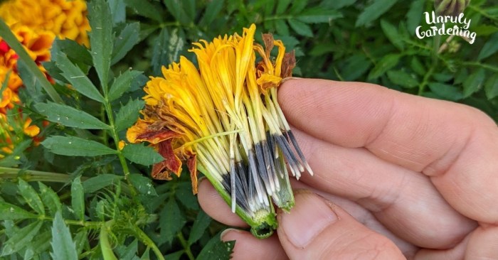 Marigold seeds flowers orange save harvest