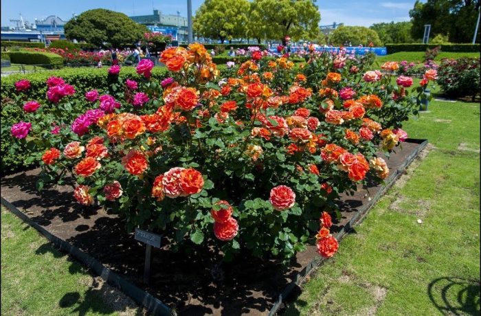 Floribunda rose roses varieties flower garden purple