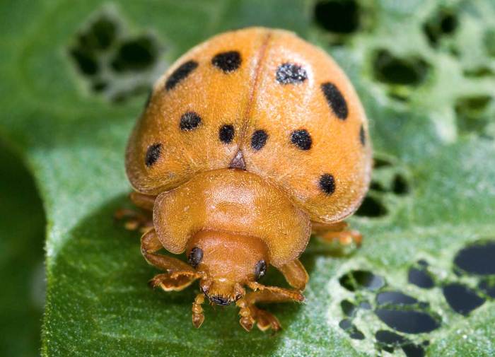 Mexican bean beetle