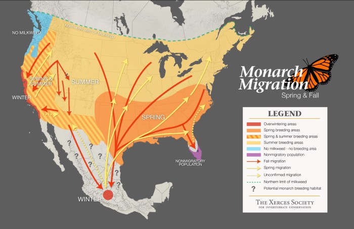 Monarch butterfly migration