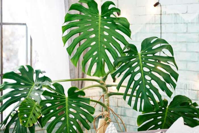 How to fertilize a monstera