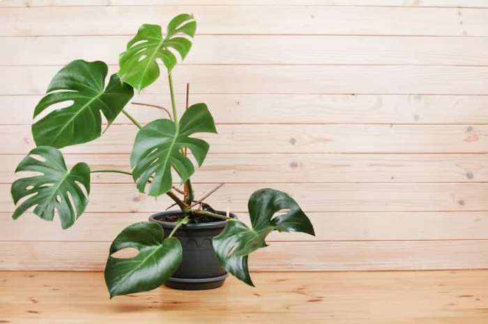 How to fertilize a monstera