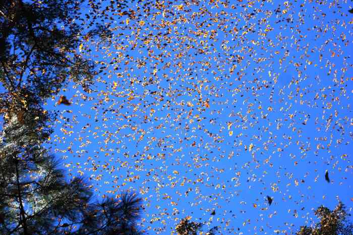 Monarch Butterfly Migration: A Natural Wonder