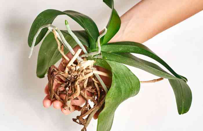 Orchid roots root phalaenopsis spikes orchids part green healthy cattleya rot pot flower recognize deux plant structure bloom leaves care