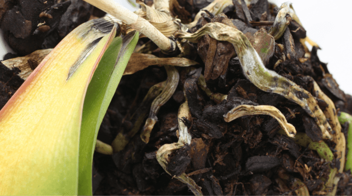 Root rot in orchids and treatment