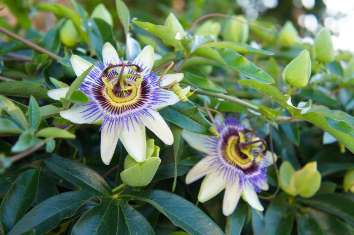 Passion flower care flowers vine vines growing grow passionflower tropical fruit ornamental passiflora pretty zone christ tips passions