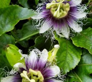 How to Grow Passion Flowers: A Guide to Vibrant Blooms