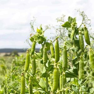 When to Harvest Snap Peas: A Guide to Perfect Timing