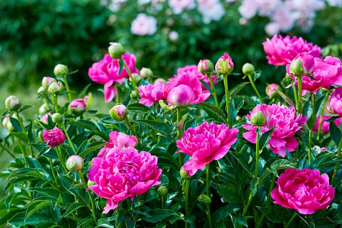 Peonies hydrangeas giving some love entertablement garden edge