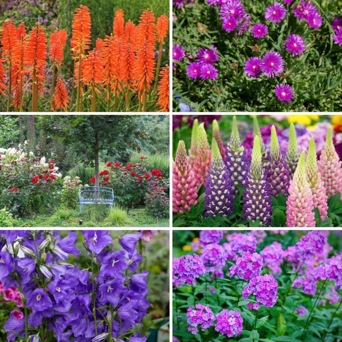 Longest Flowering Perennials: A Guide to Blooming Gardens