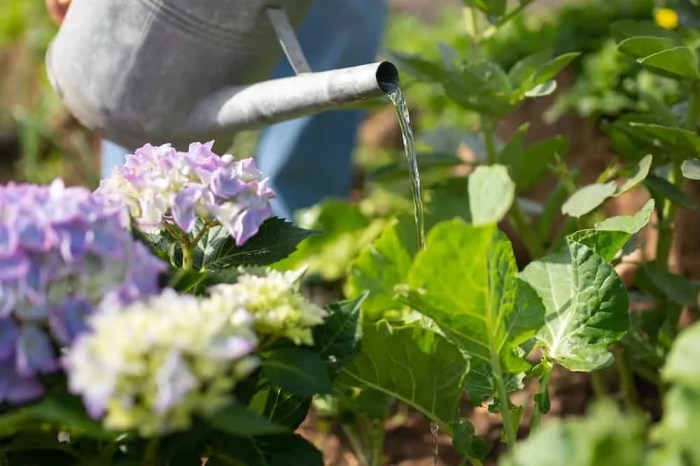 Watering heat