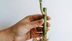 How to Grow Bamboo Cuttings in Water: A Beginners Guide