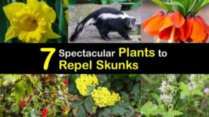 Skunk Repellent Plants: Keep Those Stinky Critters Away