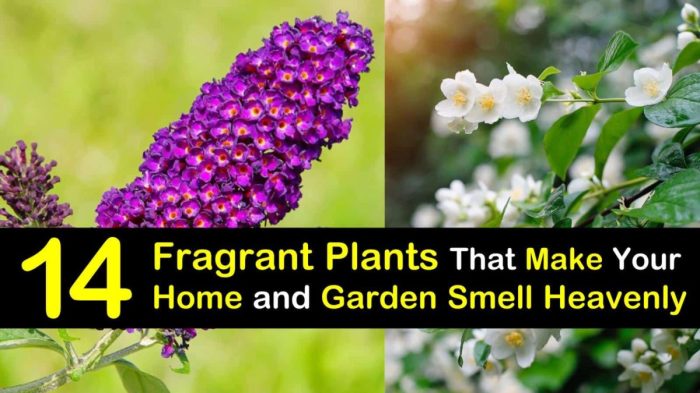 Plants to make a porch smell nice