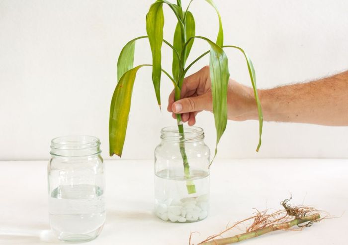 How to grow bamboo cuttings in water