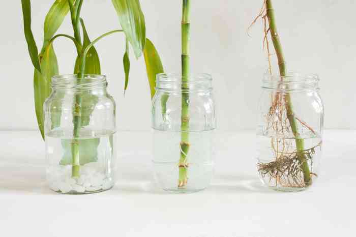 Bamboo cuttings propagate water fill