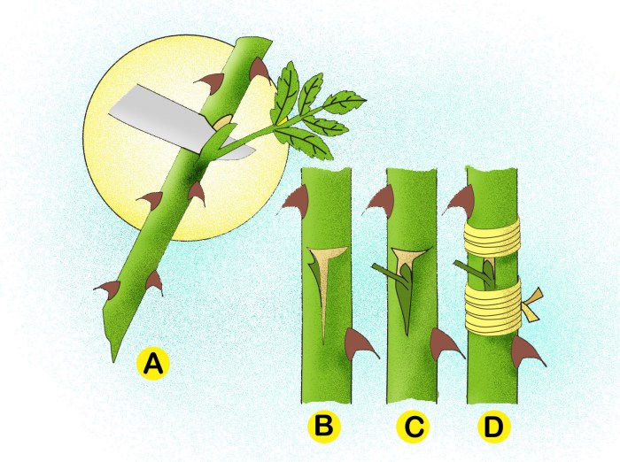 Fig cuttings tree propagation water propagating figs start soil propagated video they