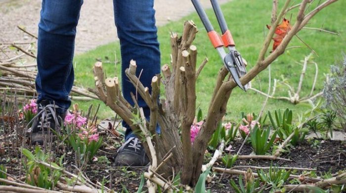 Prune pruning bushes plants thespruce blooming spruce