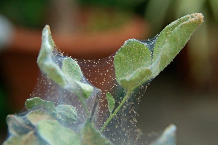 How to get rid of spider mites on houseplants