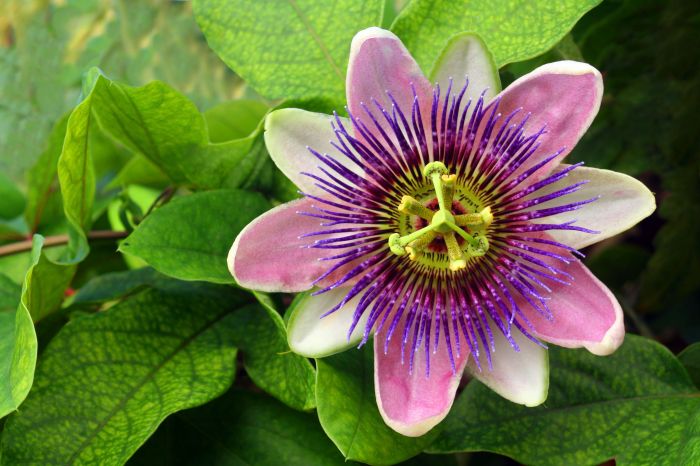 How to grow passion flowers