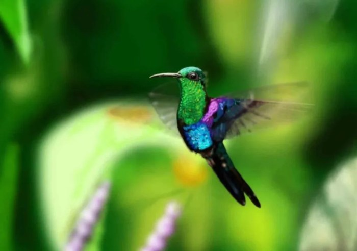 Hummingbirds science