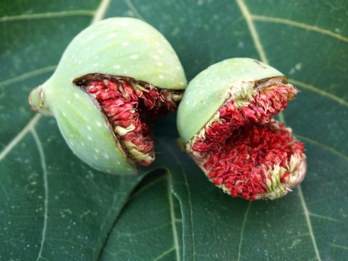 How to Get a Fig Tree to Fruit: A Guide to Success