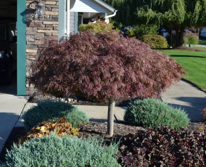 How to Grow Japanese Maples in Pots: A Comprehensive Guide