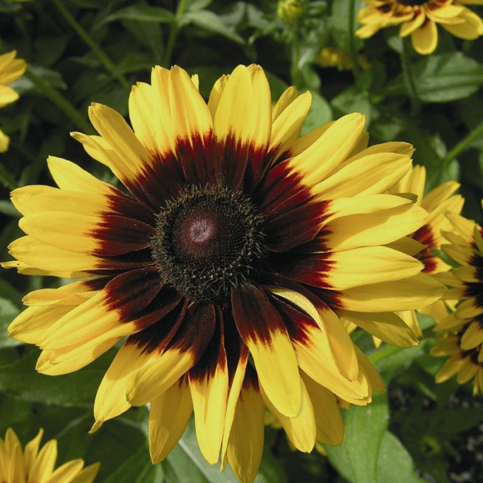 Rudbeckia goldsturm eyed perennial bluestoneperennials perennials fulgida rugo