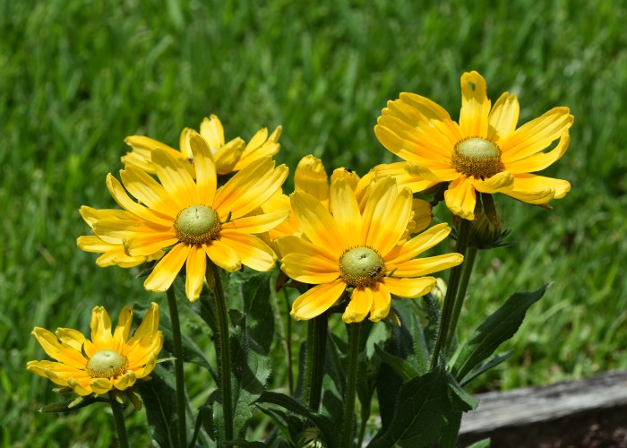 Extension rudbeckias prairie rudbeckia landscape sun choices sturdy solid colorful msu flowers distinctive fantastic indoors blooms bring cut make large