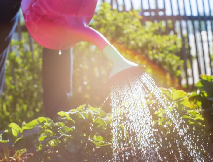 Watering