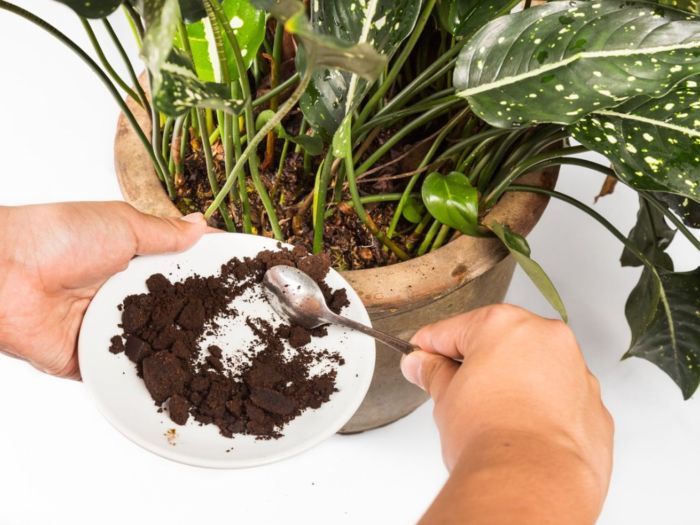 Are Coffee Grounds Good for Grass?